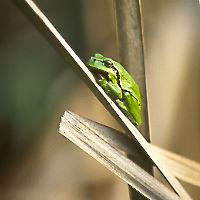 Laubfrosch (Hyla arborea) Laubfrosch