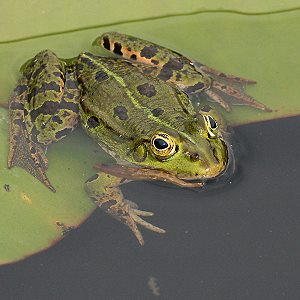 Teichfrosch (Rana esculenta)