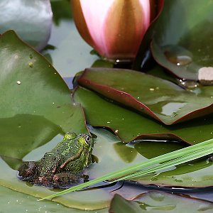 Teichfrosch