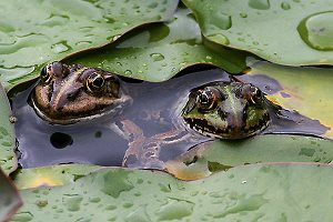 2 Teichfr&ouml;sche (Rana esculenta)