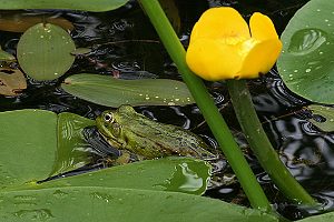 Teichfrosch: Paarung