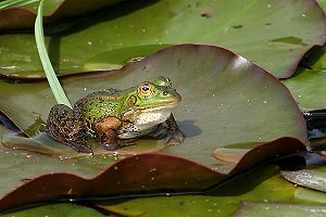 Teichfrosch (Rana esculenta)