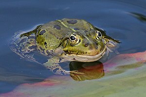 Teichfrosch