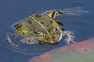 Teichfrosch