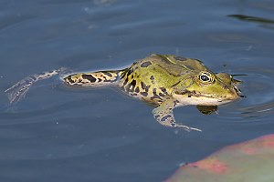 Teichfrosch (Rana esculenta)