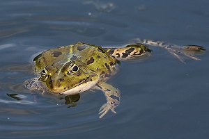 Teichfrosch