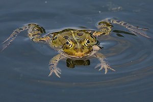 Teichfrosch (Rana esculenta)
