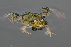 Teichfrosch
