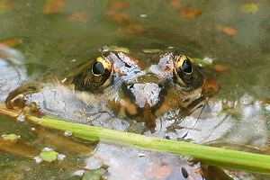 Kleiner Wasserfrosch (Rana lessonae)