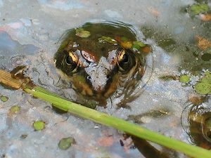 Kleiner Wasserfrosch (Rana lessonae) Kleiner Wasserfrosch (Rana lessonae)