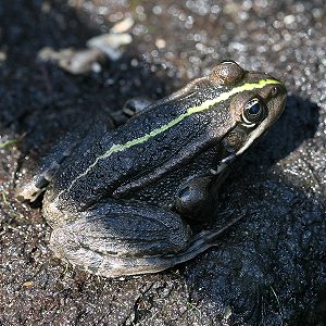 Moorfrosch (Rana ridibunda)