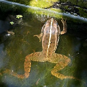 Moorfrosch (Rana ridibunda)