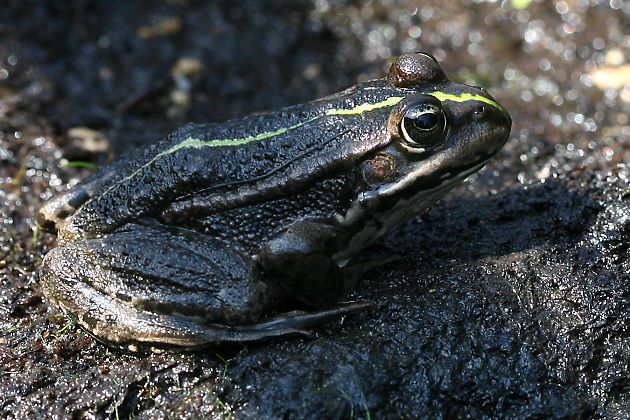 Seefrosch (Rana ridibunda)