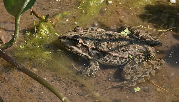 Seefrosch (Rana ridibunda)