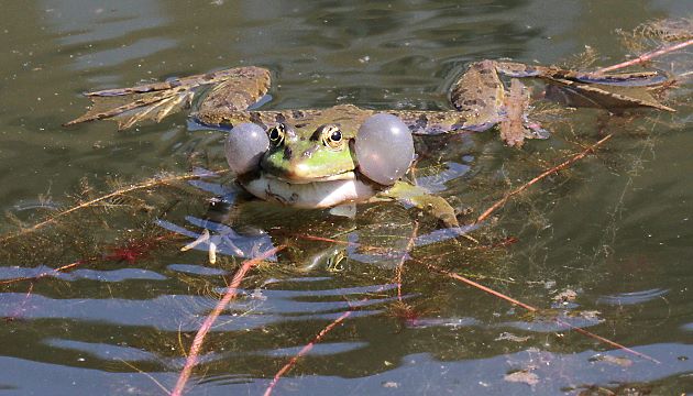 Seefrosch (Rana ridibunda)