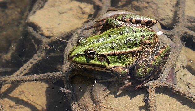 Seefrosch (Rana ridibunda)