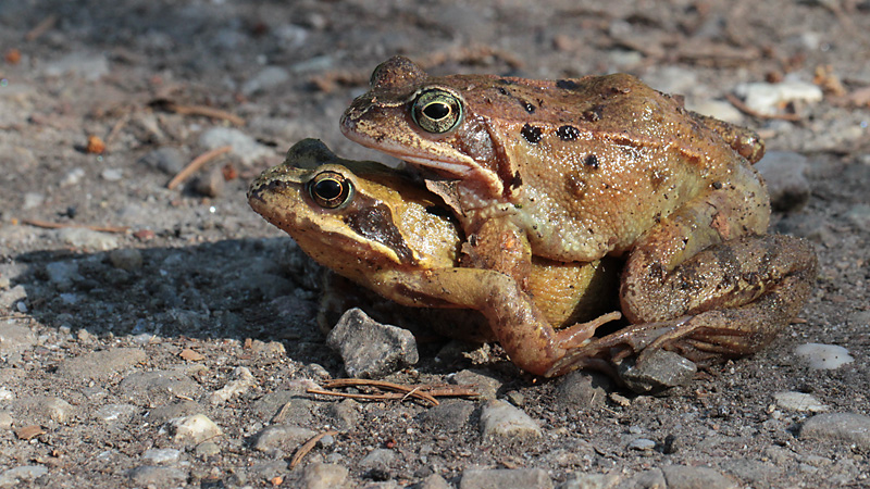 Grasfrosch-Paarung