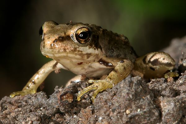 Rana temporaria, Jungtier