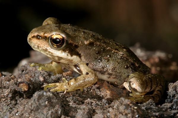 Rana temporaria, Jungtier