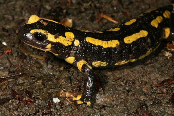 Feuersalamander