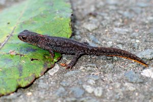 Bergmolch (Triturus alpestris)