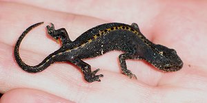 Bergmolch (Triturus alpestris)