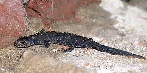 Bergmolch (Triturus alpestris)