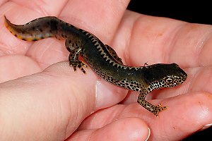 Bergmolch (Triturus alpestris)