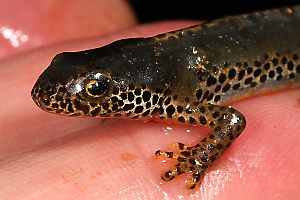 Bergmolch (Triturus alpestris)
