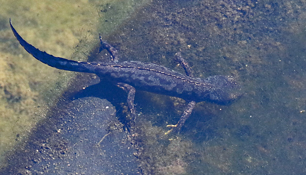 Bergmolch (Triturus alpestris)