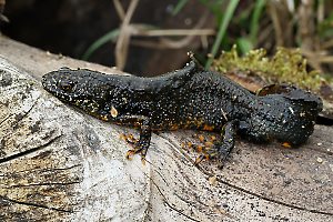 Kammolch (Triturus cristatus)