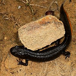 Kammolch (Triturus cristatus)