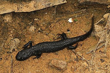 Kammolch (Triturus cristatus)