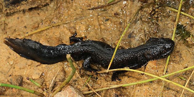 Kammolch (Triturus cristatus)