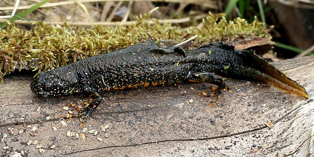 Kammolch (Triturus cristatus)