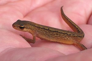 Tier und Natur Amphibien (Lurche) Teichmolch (Triturus vulgaris)