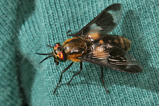 Chrysops caecutiens