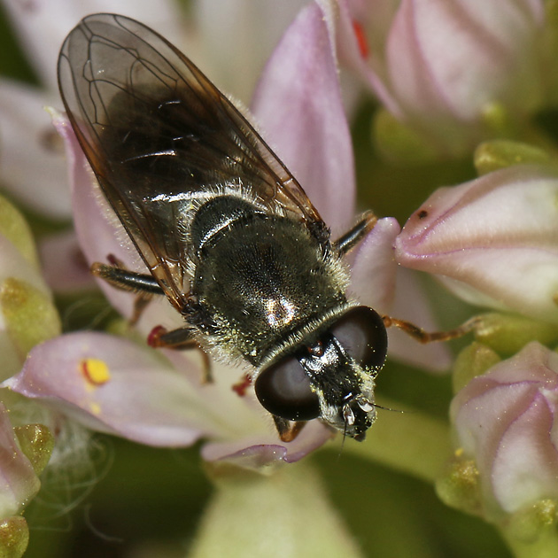 Cheilosia caerulescens (25.6.2019) Cheilosia caerulescens