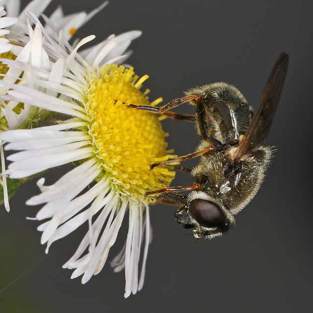 Cheilosia caerulescens (28.6.2025) Cheilosia caerulescens