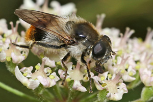 Cheilosia illustrata, W (6.8.2016) Cheilosia illustrata