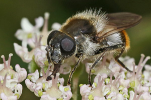 Cheilosia illustrata, W (6.8.2016) Cheilosia illustrata