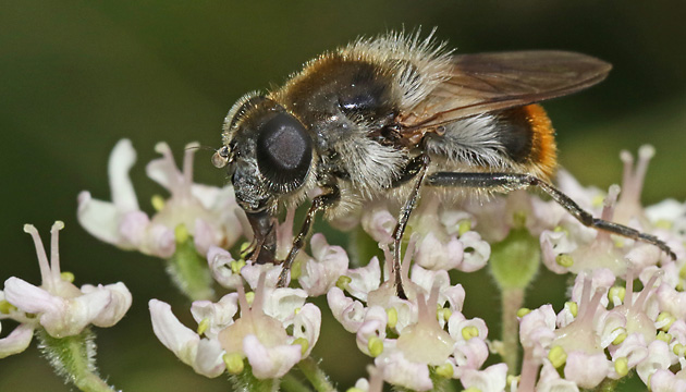 Cheilosia illustrata, W (6.8.2016) Cheilosia illustrata