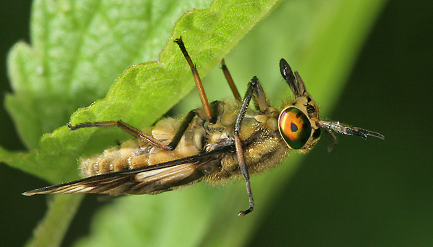 Chrysops relictus