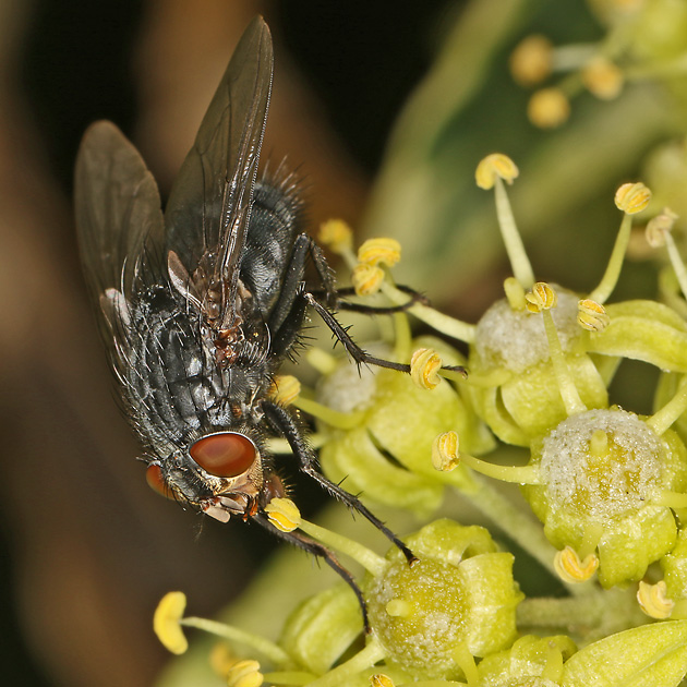 Calliphora vicina