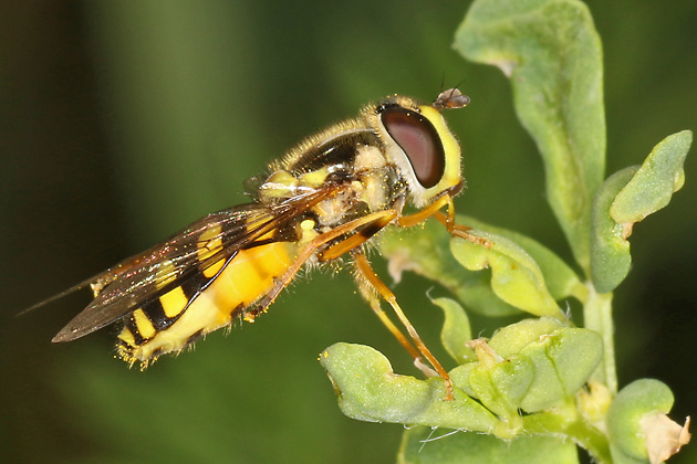Dasysyrphus albostriatus