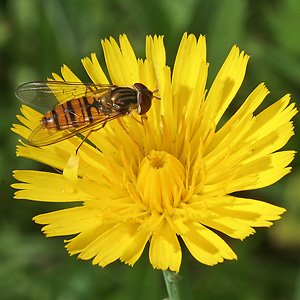 Hainschwebfliege (Episyrphus balteatus, 9.7.2006) Episyrphus balteatus