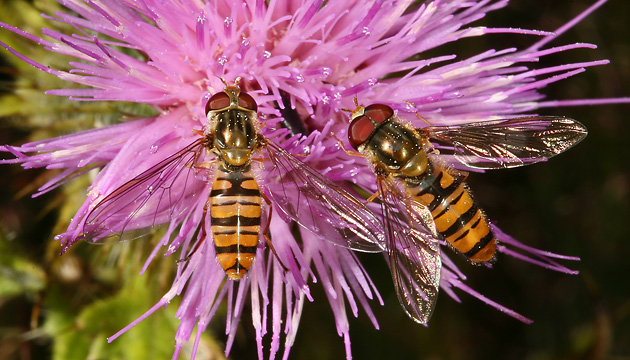Episyrphus balteatus