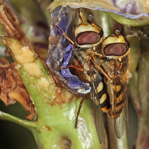 Eupeodes corollae, WM