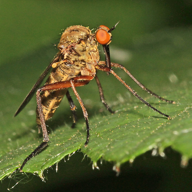 Empis livida Empis livida