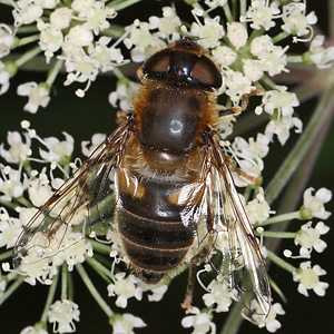 Eristalis pertinax (30.8.2022) Eristalis pertinax